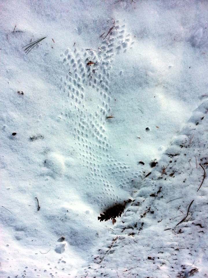 Pinecone rolling in the snow