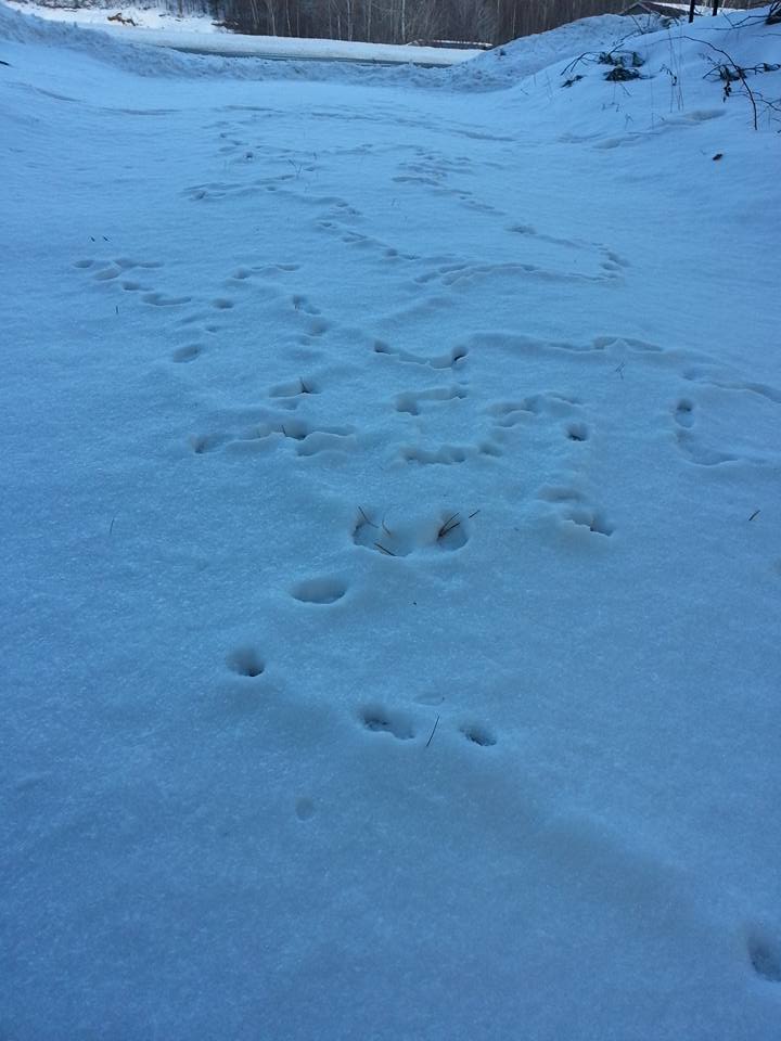 Rodent tunnels in the snow